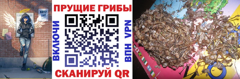 магазин продажи   Можга  Псилоцибиновые грибы GOLDEN TEACHER 