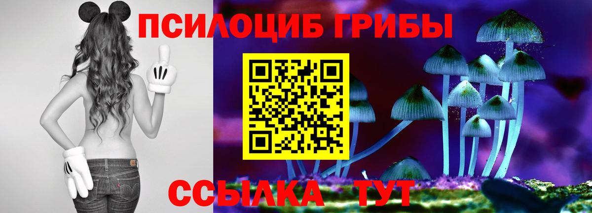 Псилоцибиновые грибы прущие грибы  Можга  Галлюциногенные грибы Psilocybine cubensis 